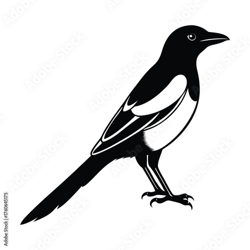 bird, black and white, bird of prey, predatory bird, magpie, minimalist, stylized, vector illustration, high contrast
