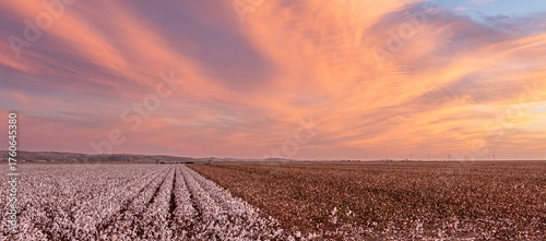 Field of blooming cotton plants illuminated by the sunset