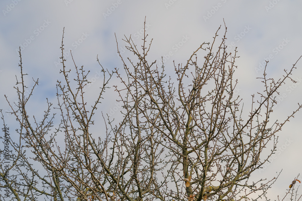 Fototapeta premium Barren tree branches silhouetted against a moody and cloudy sky creating an atmospheric art piece
