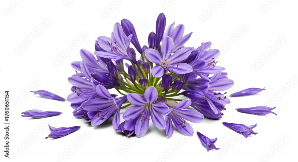 Obraz premium Agapanthus Flower Bloom with Petals Isolated PNG Transparent