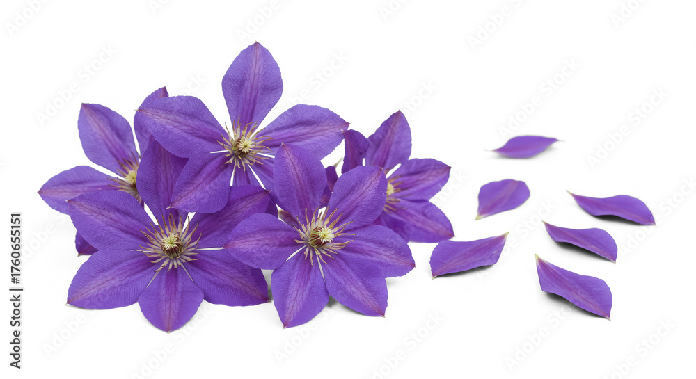 Obraz premium Purple Clematis Blossom Cluster and Falling Petals on Transparent Background
