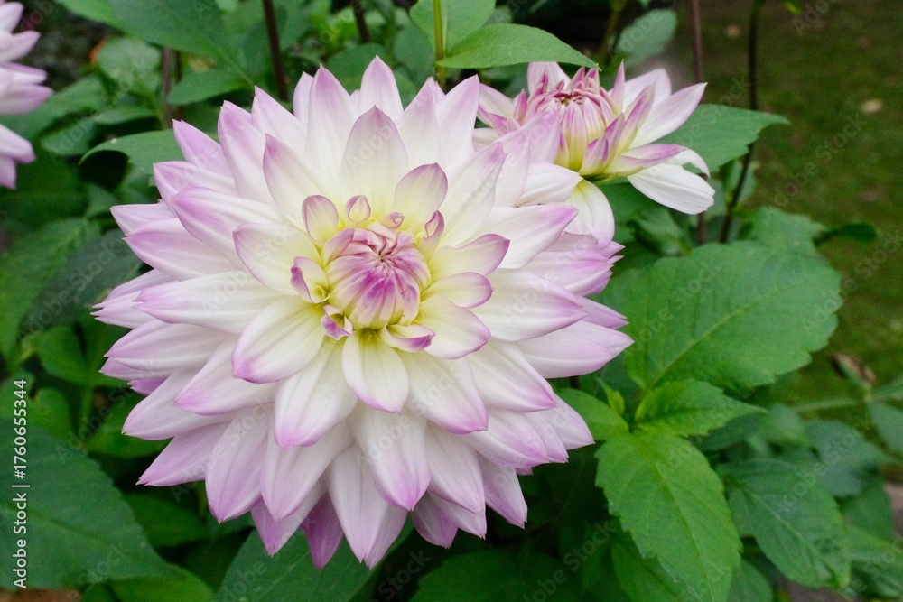 Obraz premium Dahlie