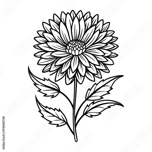 Elegant smooth aster flower vector image with decorative floral pattern and natural garden style