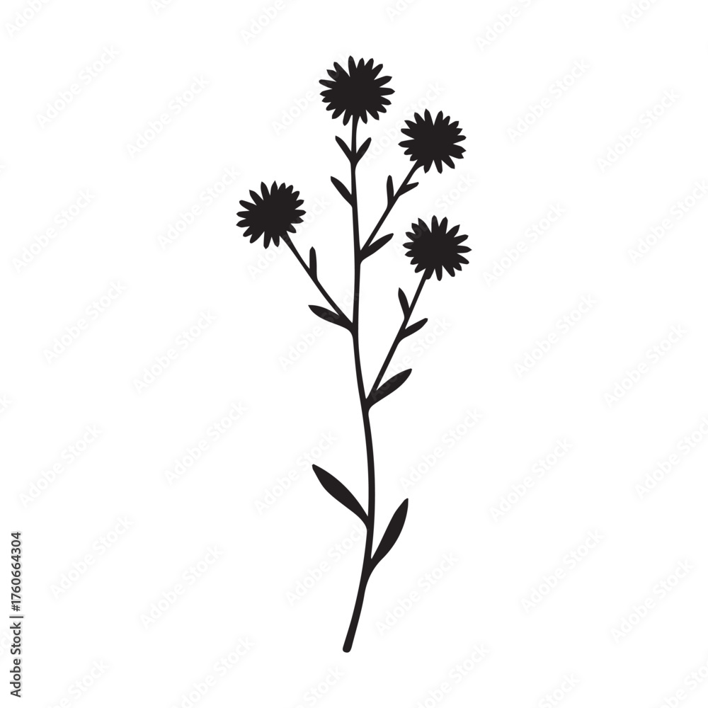 Obraz premium Elegant heath aster flower vector with fine lines and hand drawn botanical style