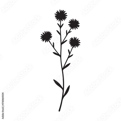 Elegant heath aster flower vector with fine lines and hand drawn botanical style