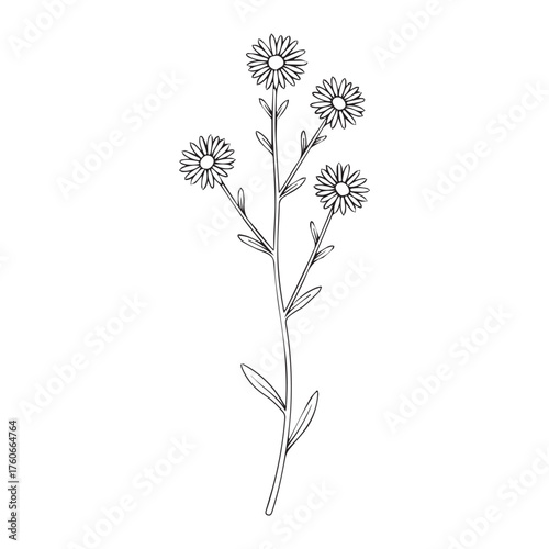 Vector illustration of heath aster flower isolated on white background for floral artwork