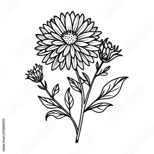 Heath aster flower in bloom vector illustration perfect for botanical and nature themes