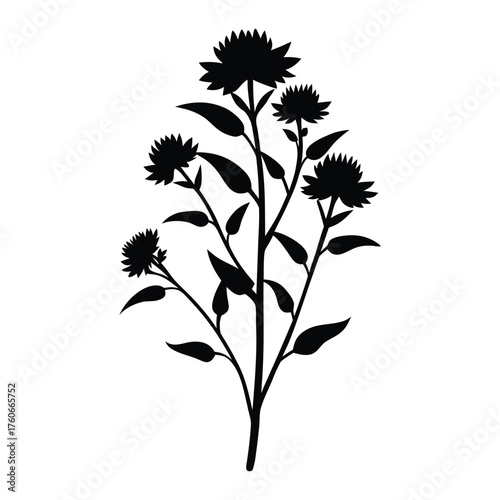 Heath aster flower vector illustration with detailed petals and floral design on white background