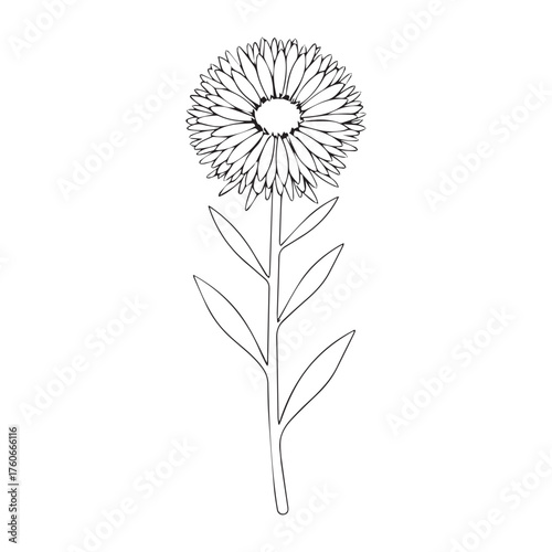 New York Aster Detailed Floral Vector Illustration with Decorative Elements