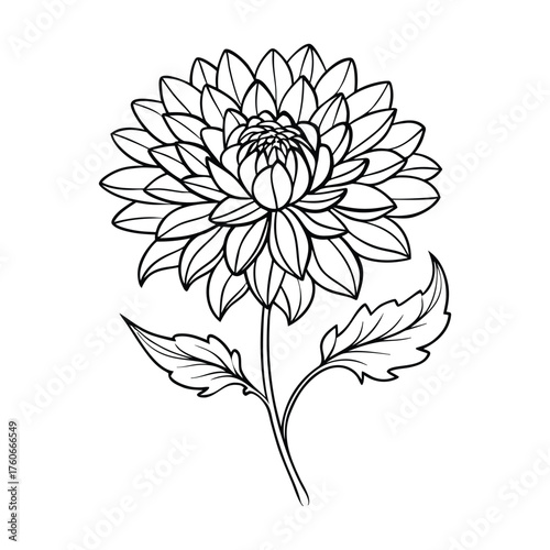 Blooming china aster plant vector illustration for garden or nature concept