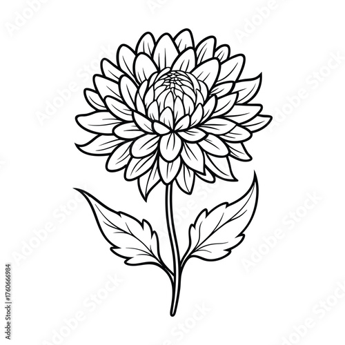 Elegant china aster blossom drawing botanical vector illustration on white