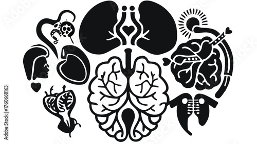 Anatomical art featuring human organs hearts brains lungs kidneys medical illustration for health care