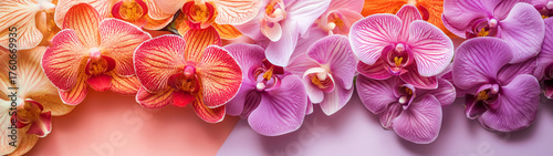 Colorful orchid flowers arranged on pink and purple background