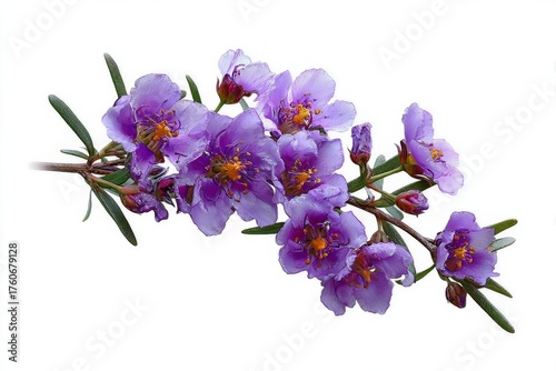 Beautiful Purple Flowers With Delicate Petals and Vivid Yellow Centers in Stunning Close-Up View