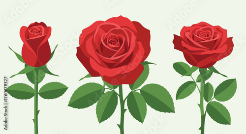 Three red roses in different stages of bloom, from bud to full flower, with green stems and leaves.