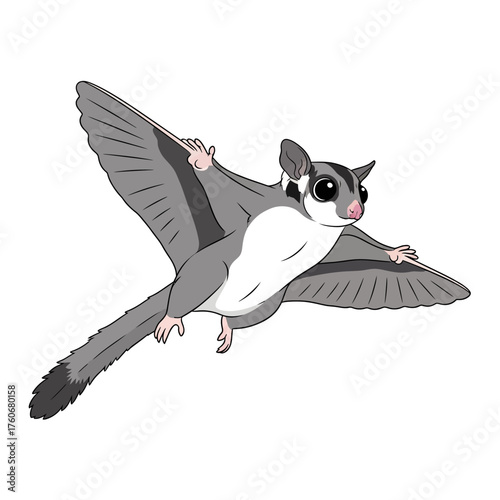 Sugar glider flying in the air with open wings.