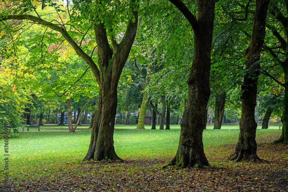 Naklejka premium Park
