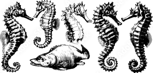 Seahorse illustrations in vintage engraving style. Black outline drawings are featured in a detailed set as part of a classic vector illustration.