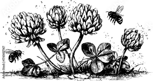 Clover flower and bee sketch illustration. Black and white botanical drawing in a vector style depicting nature and its lifecycle set.