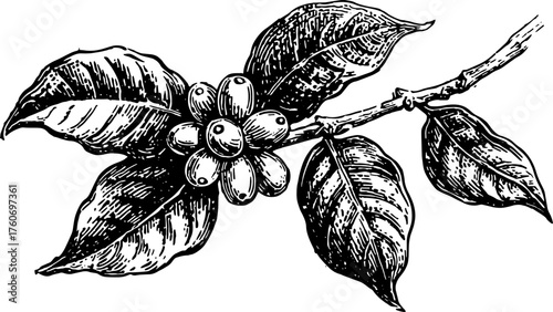 Coffee bean branch with leaves in vintage black and white outline style. Detailed vector illustration showcasing botanical features.