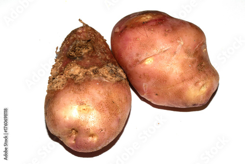 Photos Home grown potatoes with fungus scab on the skin, edable but wonky vegetables