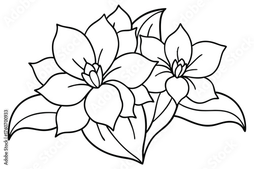 Double Succulent Line Art - Echeveria Pair Outline Black and White Vector Illustration