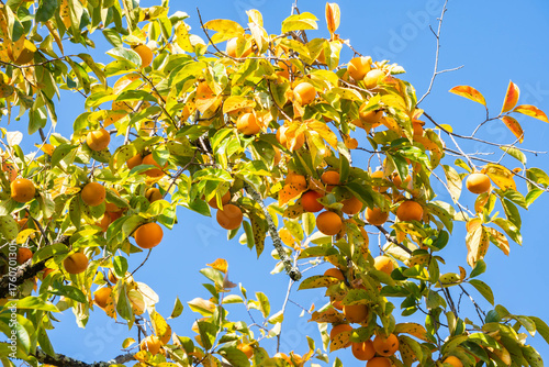 persimmon tree with blue sky in autumn	
