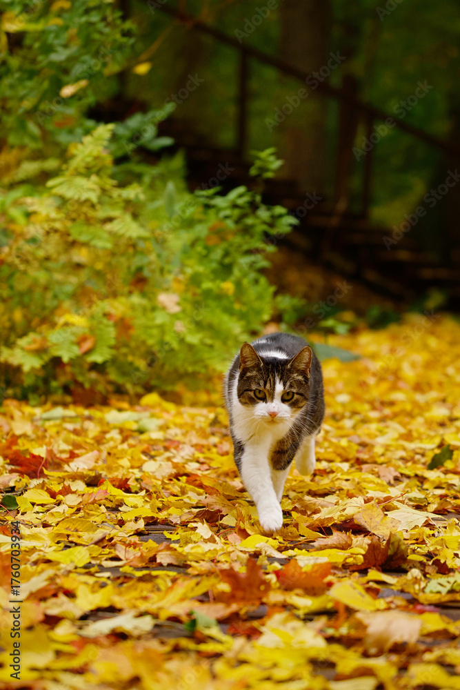 Fototapeta premium A tabby cat walking on a carpet of autumn leaves.