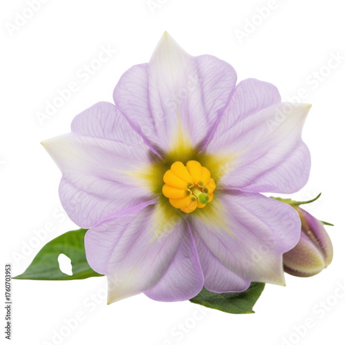 Potato flower isolated on transparent background, showing delicate petals and yellow center