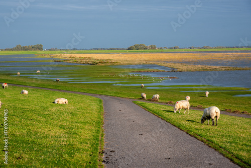 Wattenmeer mi Schafe
