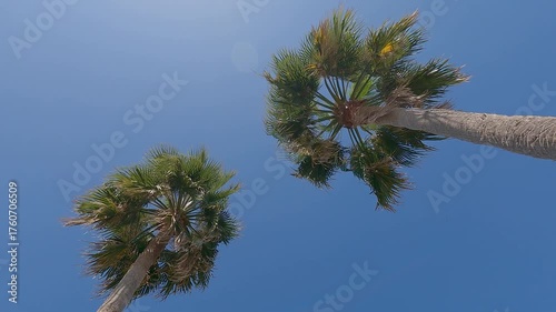 Palm tree up sky view, LA Los Angeles Hollywood view footage