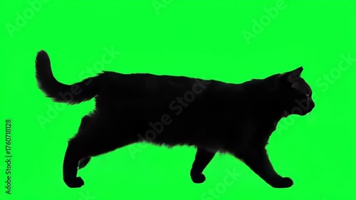 Silhouette of a black cat running or walking dynamically across a vibrant green screen background, capturing its sleek form