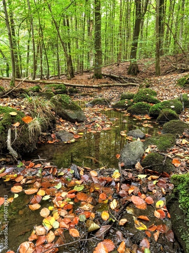 autumn in the forest