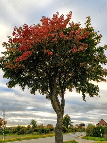 tree in autumn