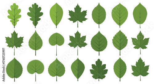 Collection of various green leaf illustrations on a white background