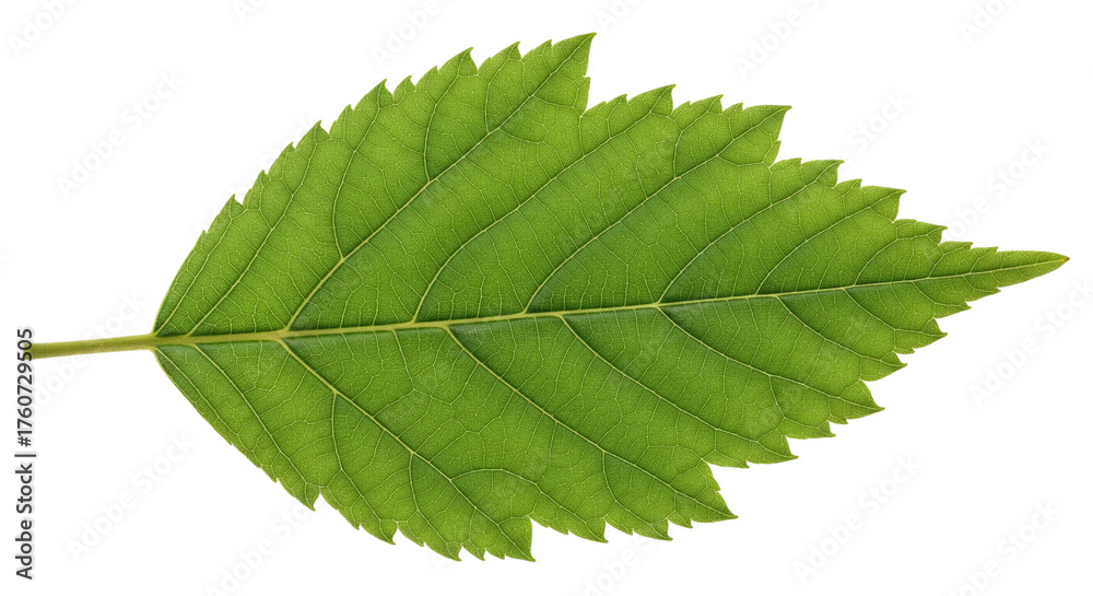 Obraz premium Single Green Leaf Isolated