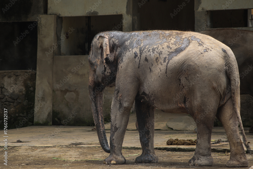 Fototapeta premium Sumatran elephant covered in mud standing in zoo enclosure