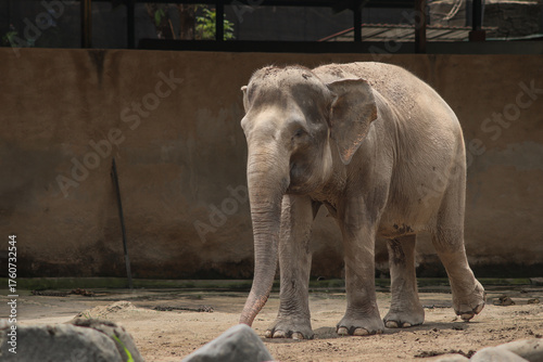 Sumatran elephant walking in zoo enclosure during daylight