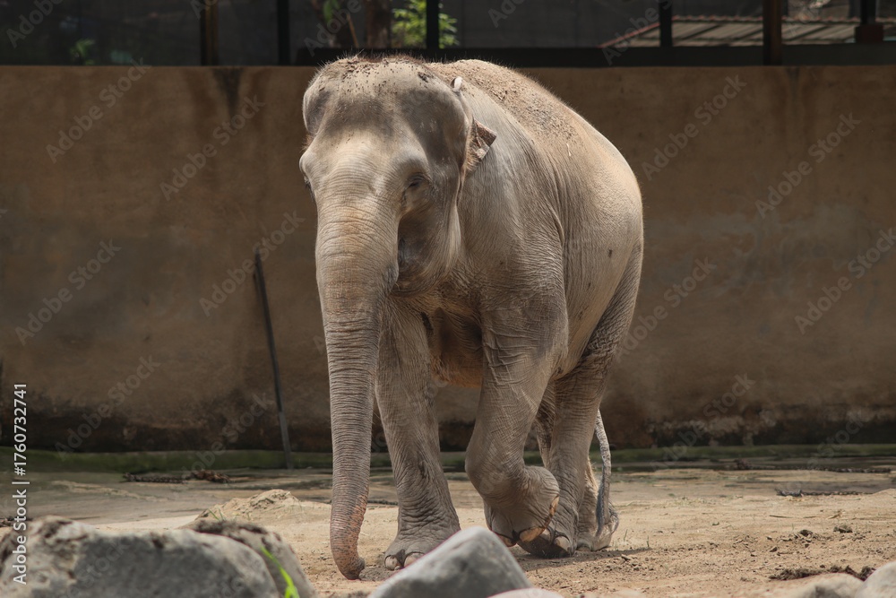 Fototapeta premium Sumatran elephant walking in zoo enclosure during daylight