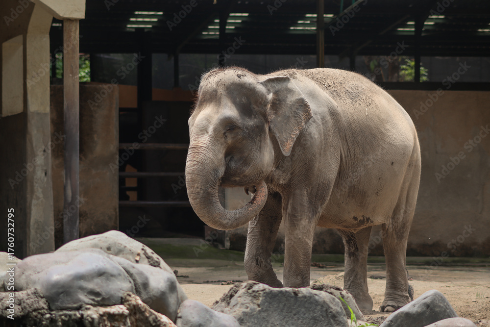 Naklejka premium Sumatran elephant standing and curling trunk in zoo enclosure during daytime