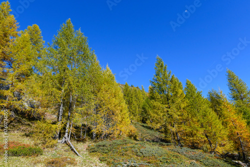 High mountain panorama in late summer, early autumn, with green and yellow larches, blue sky, in the Swiss Alps.
