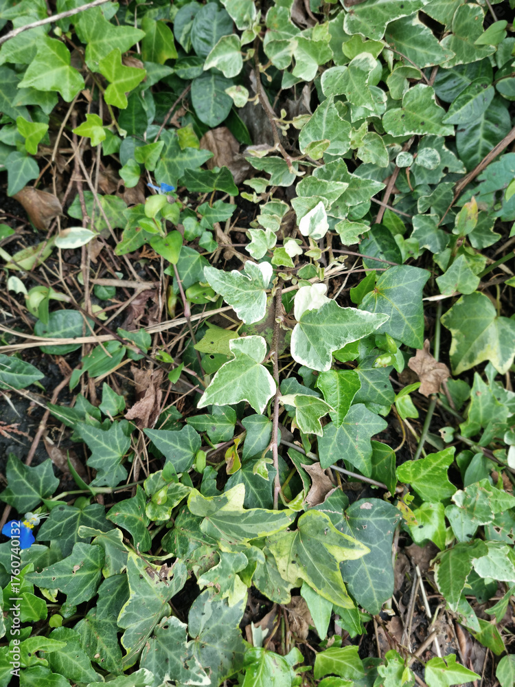Fototapeta premium These are patterned ivy leaves.