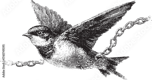 Bird with outstretched wings and broken chain in black and white. Vintage sketch vector illustration with detailed engraving style.