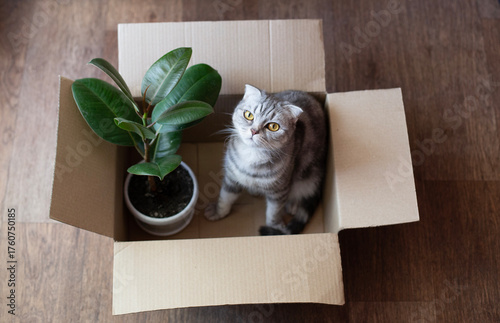 Scottish fold cat in a cardboard box