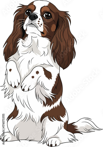 English Toy Spaniel dog standing on hind legs vector illustration