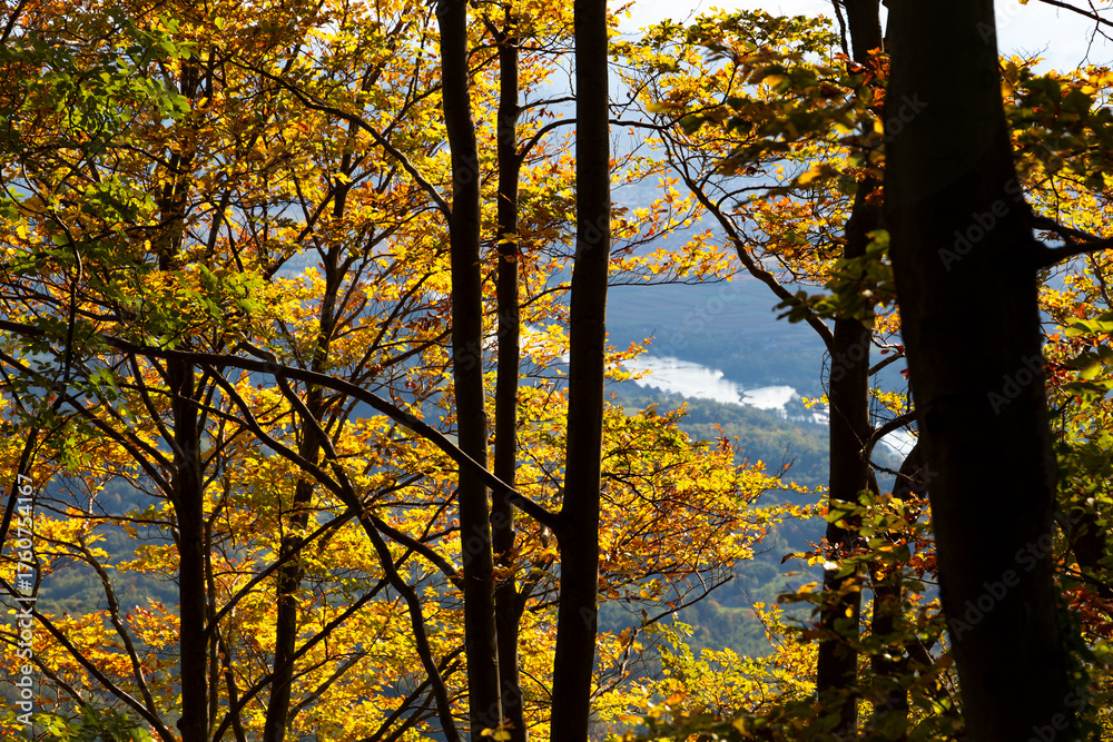 Fototapeta premium Autumn beech leaves on a bright day