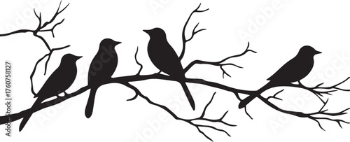 Bullfinch couple silhouette vector illustration on a winter tree branch