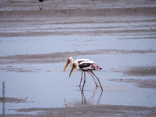 Painted Storks Wading in a Marsh