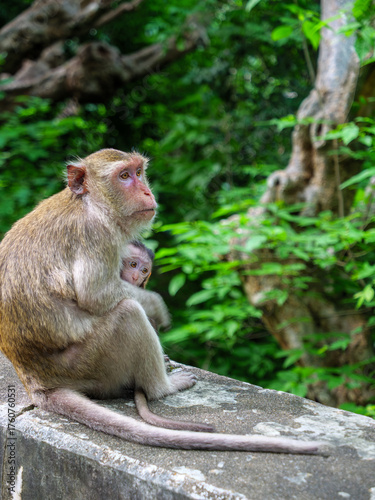 Mother and Baby Macaque