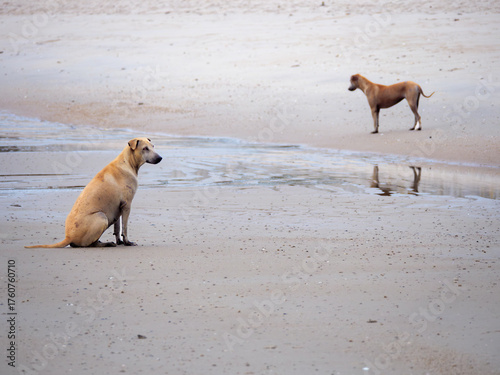 Two Loyal Dogs Resting on the Wide Beach